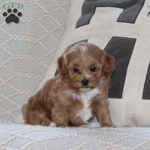 Sprinkle, Maltipoo Puppy